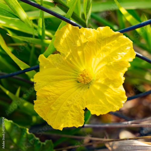 Obraz na plátně Flor de bucha vegetal