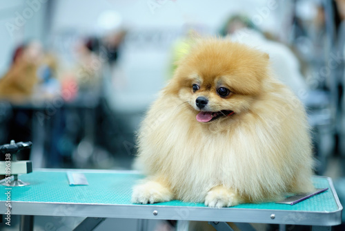 The Spitz dog lies on the table and attentively watches what is happening. The concept of dog care and health