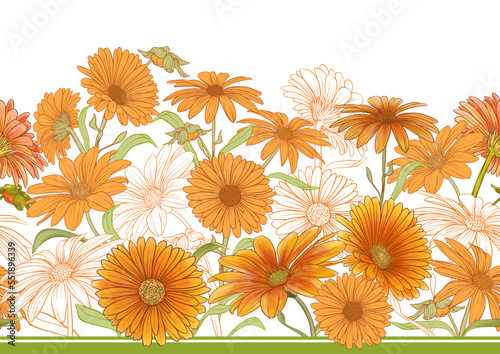 Calendula medicinal herbs and flowers seamless pattern, background. Vector illustration.