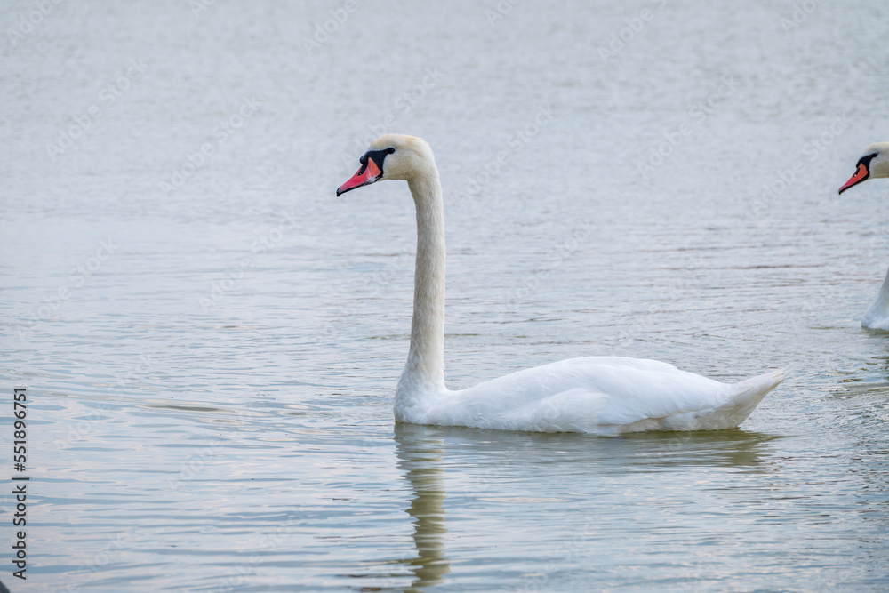 Graceful white Swan swimming in the lake, swans in the wild. Portrait of a white swan swimming on a lake. Graceful white Swan swimming in the lake, swans in the wild. Portrait of a white swan swimming on a lake.
