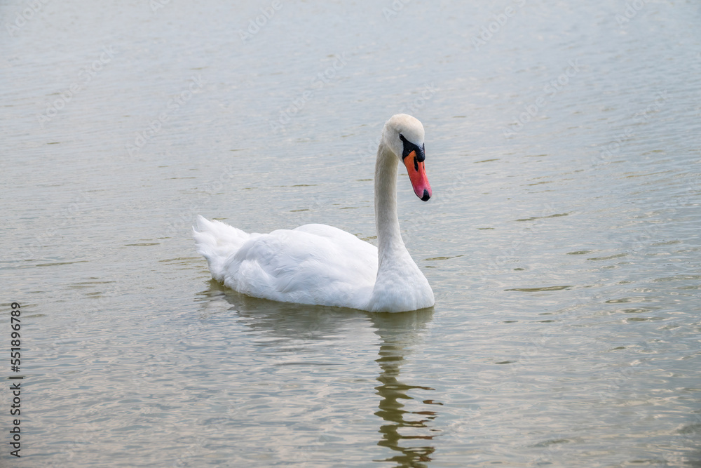 Graceful white Swan swimming in the lake, swans in the wild. Portrait of a white swan swimming on a lake. Graceful white Swan swimming in the lake, swans in the wild. Portrait of a white swan swimming on a lake.