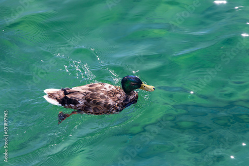 Mallard swimming in the lake photo