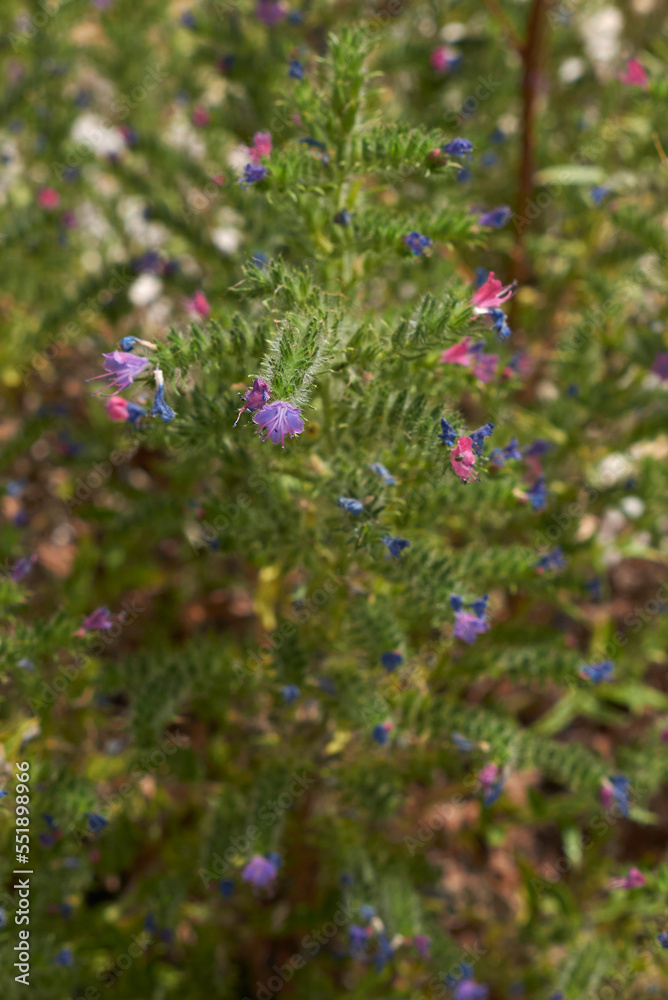Echium vulgare plant in bloom Echium vulgare plant in bloom