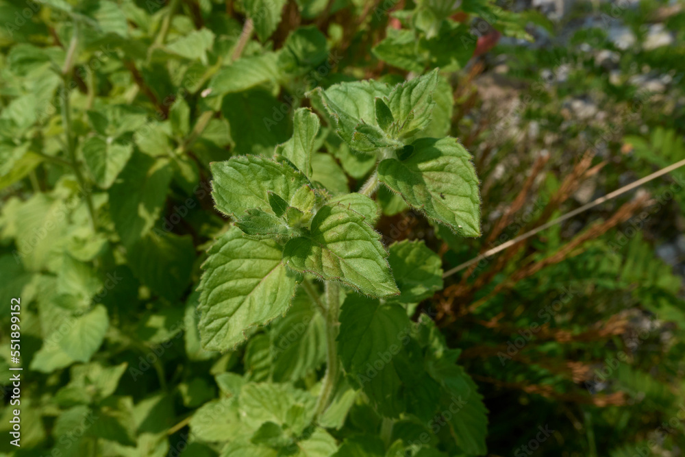 Mentha aquatica Mentha aquatica