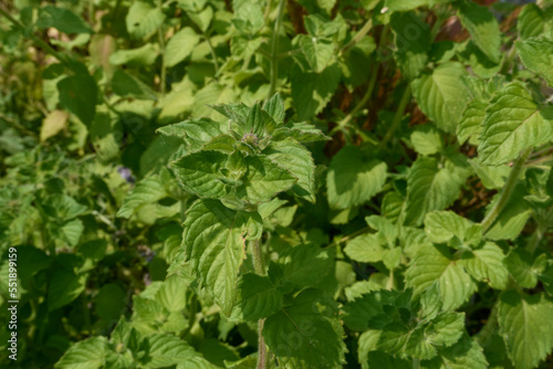 Wallpaper Mural Mentha aquatica  Torontodigital.ca