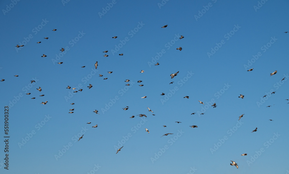 A flock of birds against the blue sky. Heavenly landscape. Pigeons fly high in the sky. Flight of birds. Natural background. A flock of birds against the blue sky. Heavenly landscape. Pigeons fly high in the sky. Flight of birds. Natural background.