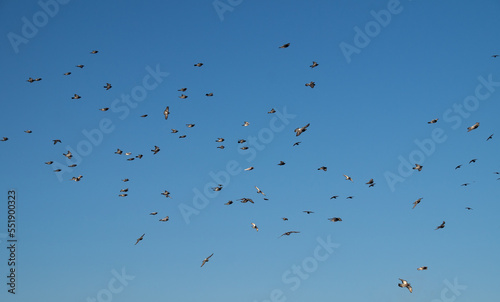 A flock of birds against the blue sky. Heavenly landscape. Pigeons fly high in the sky. Flight of birds. Natural background.