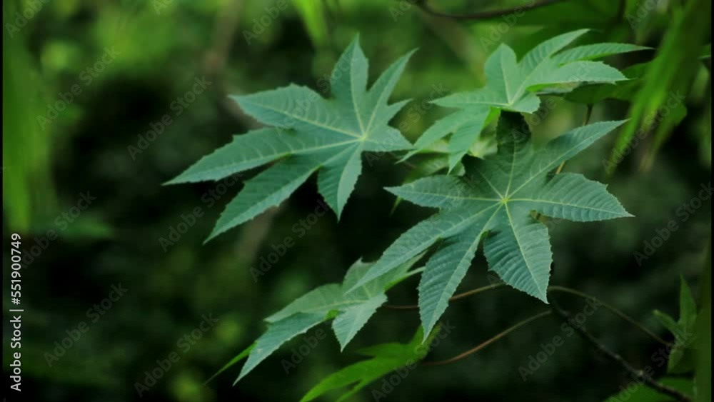 close up of green leaf,leaf, plant, nature, leaves, tree, garden, mint, spring, herb, summer, foliage, closeup, green, branch, close-up, fresh, peppermint, forest, food, growth, macro, flora, flower, close up of green leaf,leaf, plant, nature, leaves, tree, garden, mint, spring, herb, summer, foliage, closeup, green, branch, close-up, fresh, peppermint, forest, food, growth, macro, flora, flower,