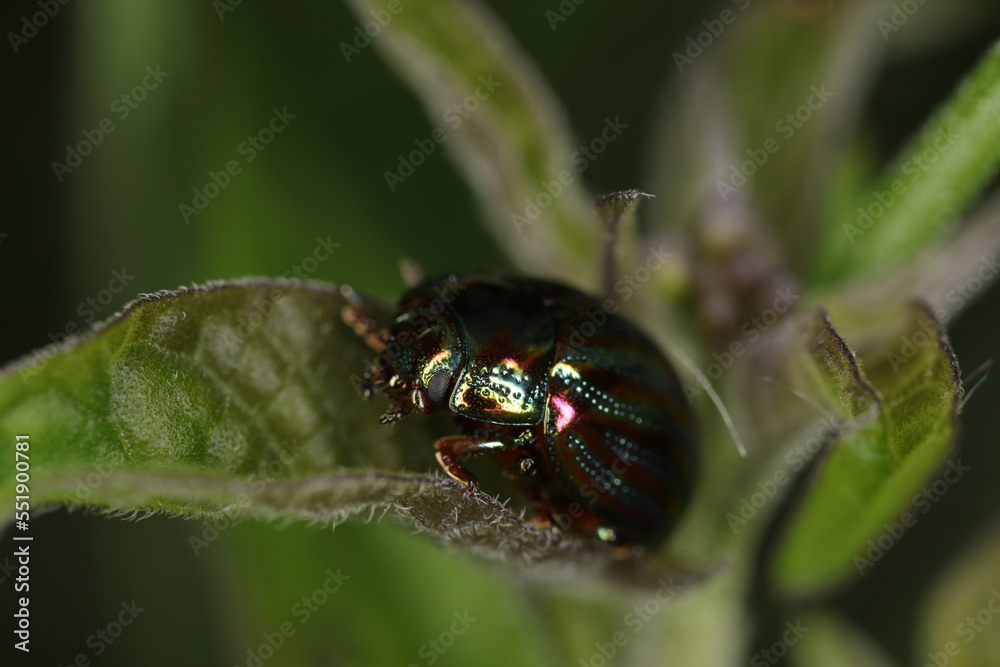 Fototapeta premium Rosemary beetle - Chrysolina americana - Coleoptera
