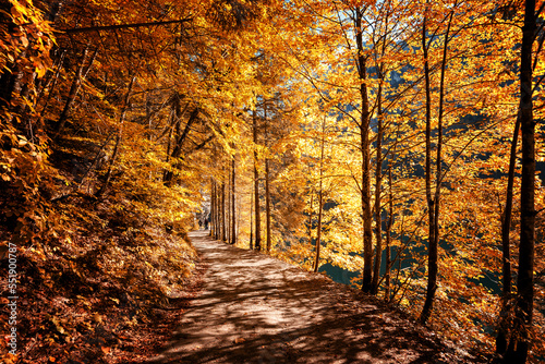Autumn forest scenery with road. Footpath in autumn forest nature. Wild area. Megical Natural Background. Creative image .
