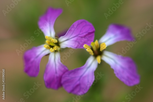 Pink flower of Raphanus sativus - Brassicacea