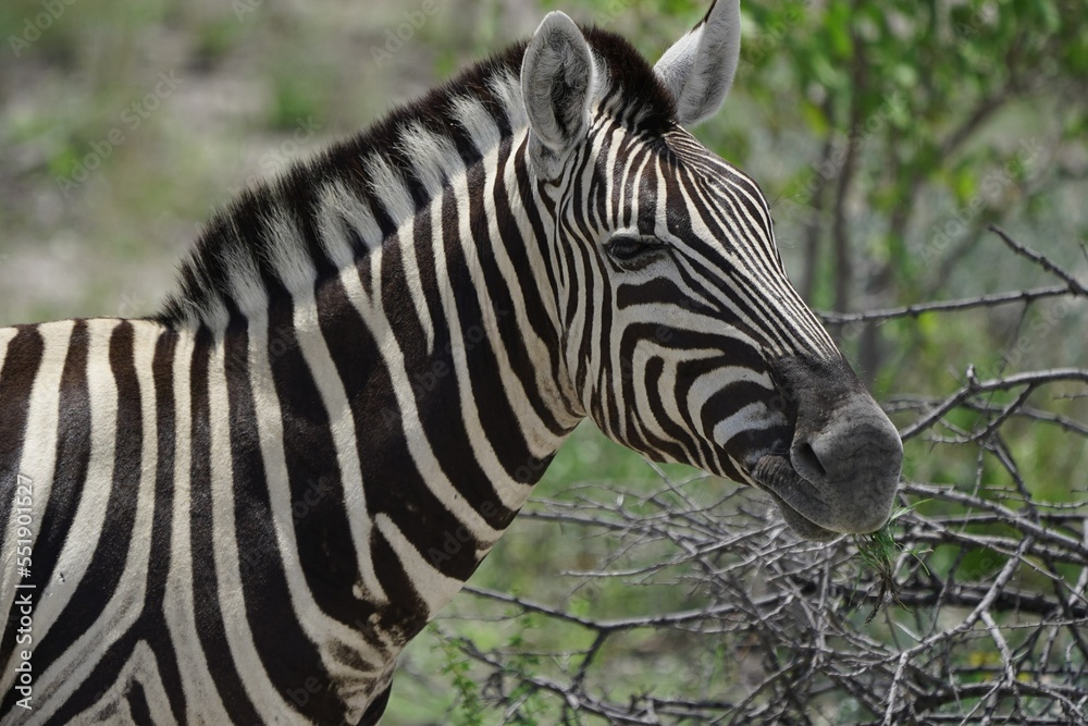 Fototapeta premium Zebra