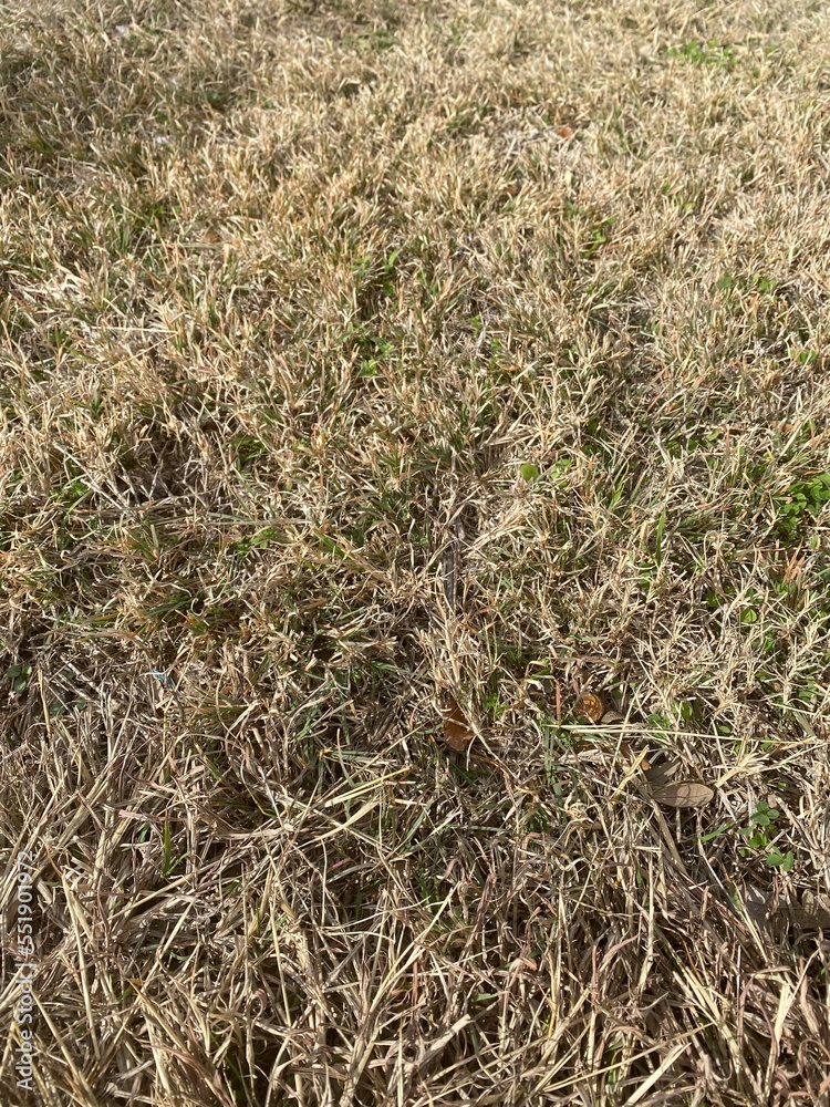 Fototapeta premium dry grass background