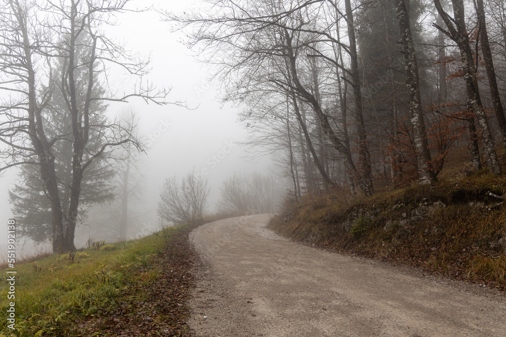Group of trees without leaves and green fir trees are in a forest in autumn in fog Group of trees without leaves and green fir trees are in a forest in autumn in fog