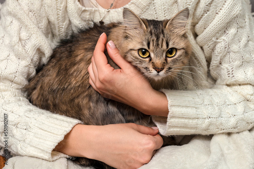 Frightened cat in the hands of the owner. A girl is holding a fluffy tabby cat