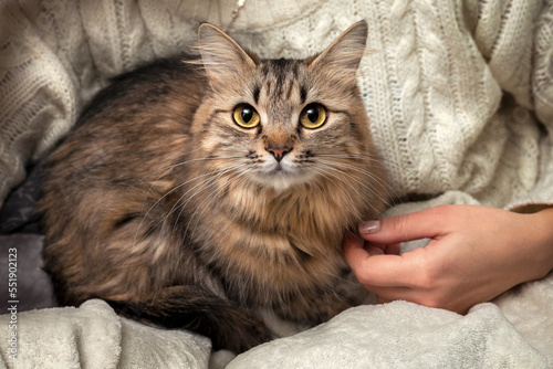 The cat is in the owner's arms. A girl is holding a fluffy tabby cat
