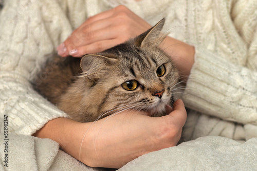 The cat is in the hands of the owner. A girl strokes a fluffy tabby cat