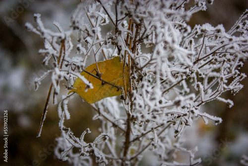 Winter sketch: a bright yellow autumn leaf against the background of a branch covered with frost.