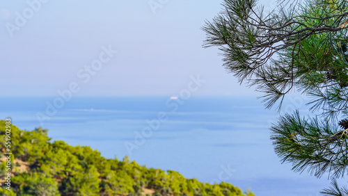 Pine tree and Tisan island near mediterranean sea and pine cones and needles, blue sea green tree