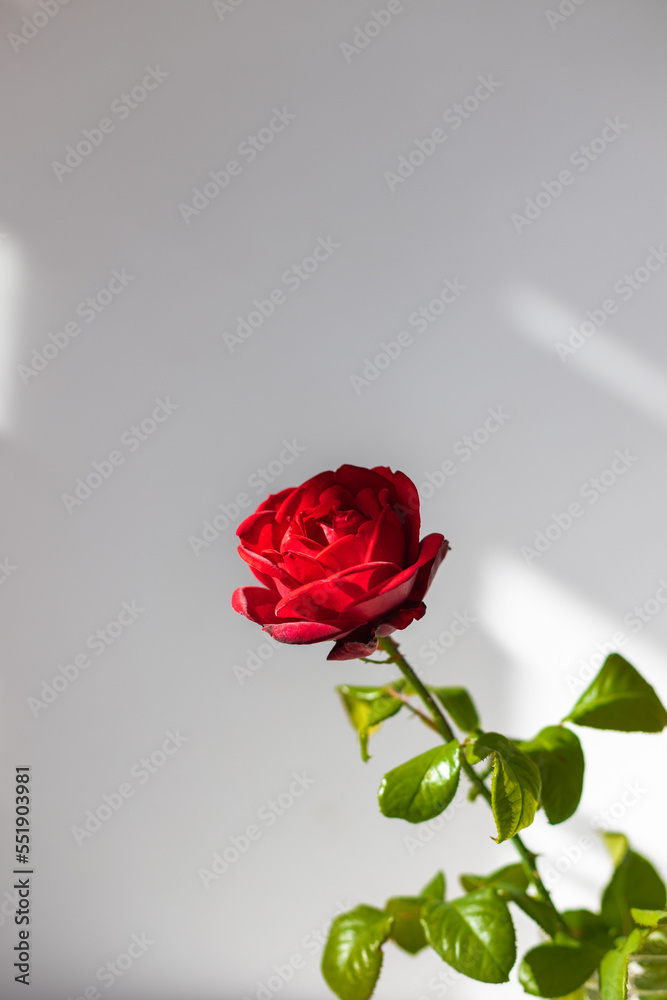 Fototapeta premium One red rose on a white table.