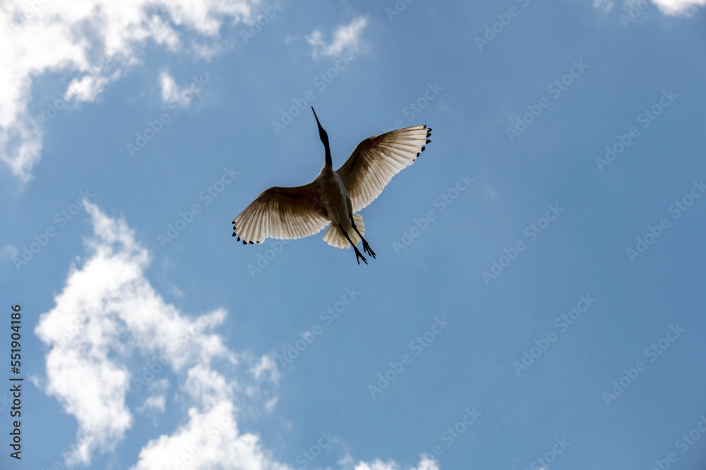 Obraz premium Australian White Ibis (Threskiornis molucca)