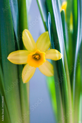 Yellow Narcissus flower