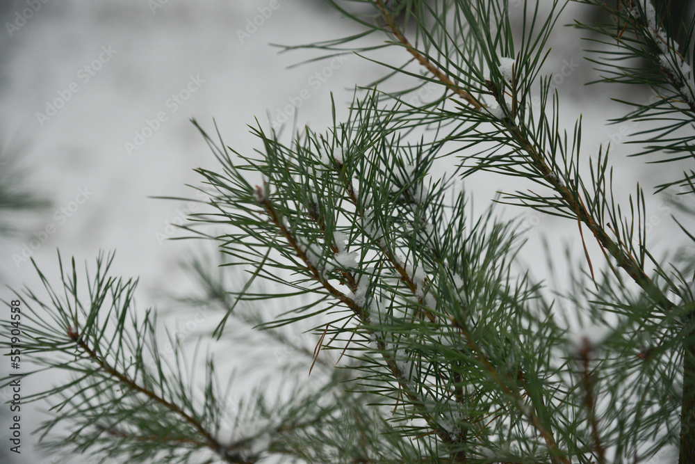 Christmas Background with beautiful green pine tree brunch close up. Copy space. Christmas Background with beautiful green pine tree brunch close up. Copy space.