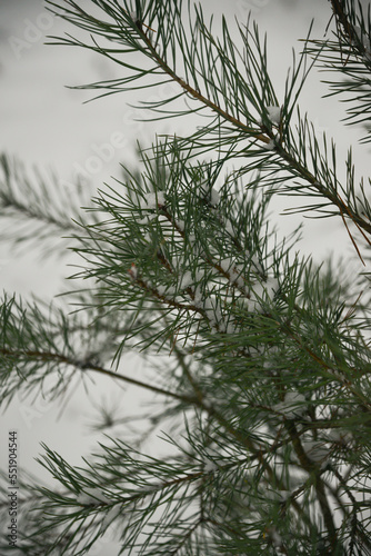 Christmas Background with beautiful green pine tree brunch close up. Copy space.