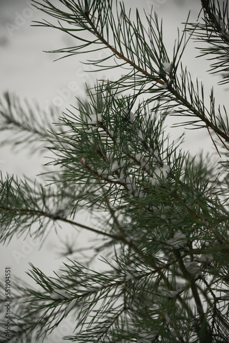 Christmas Background with beautiful green pine tree brunch close up. Copy space.