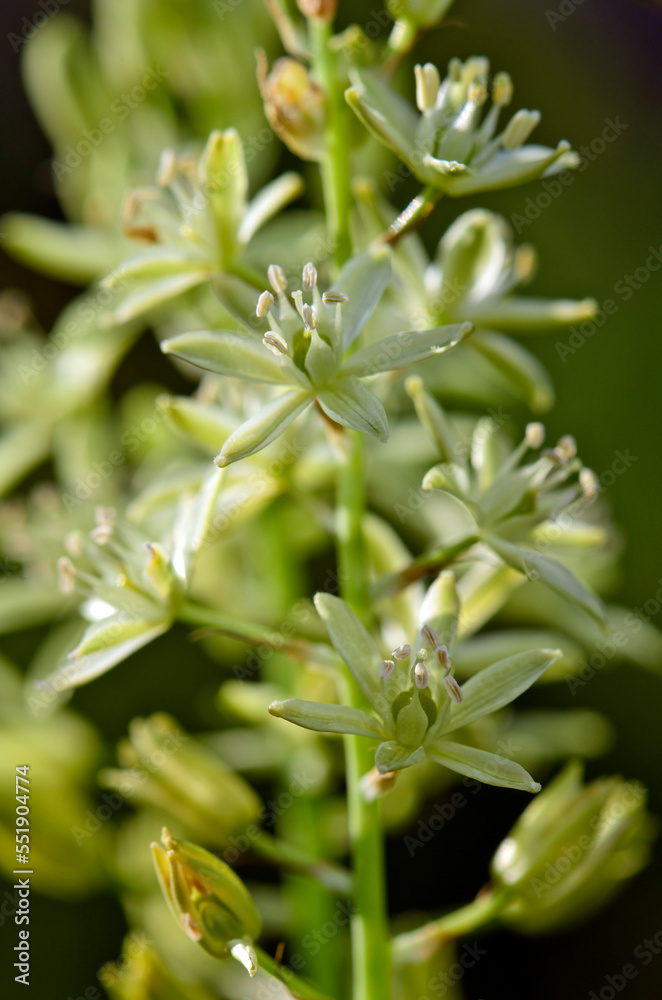 Prussian asparagus // Pyrenäen-Milchstern (Ornithogalum pyrenaicum) Prussian asparagus // Pyrenäen-Milchstern (Ornithogalum pyrenaicum)
