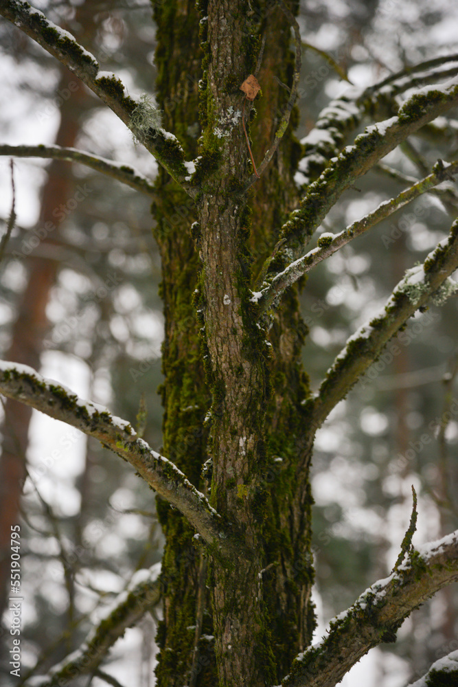 brown tree trunk with many branches overgrown with green moss. white snow has fallen on the branches. brown tree trunk with many branches overgrown with green moss. white snow has fallen on the branches.