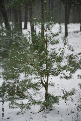 small green young pine trees in the forest in white snow.