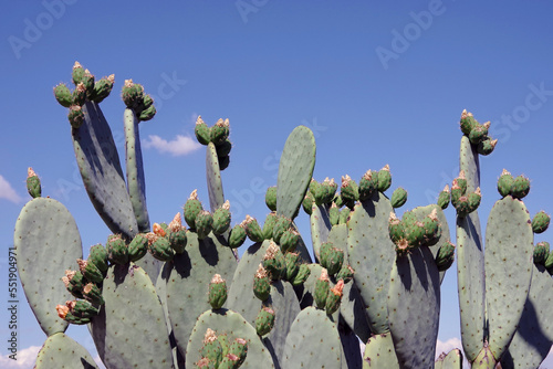 Prickley Pear Cactus against Blue Sky photo