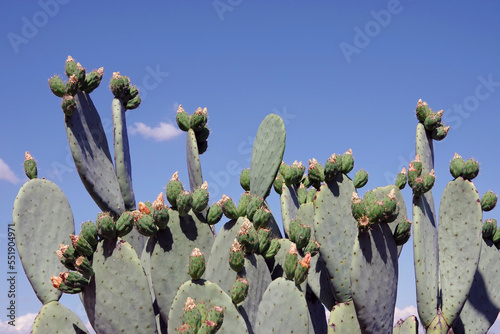 Prickley Pear Cactus against Blue Sky
