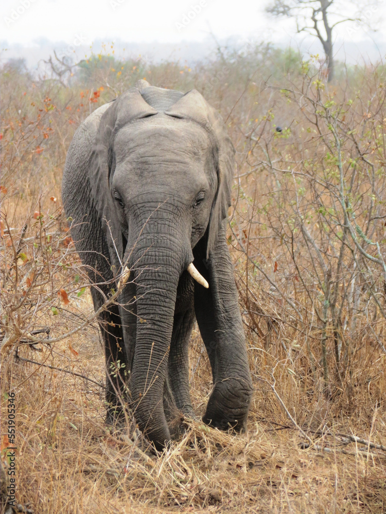 Fototapeta premium Elefante africano.