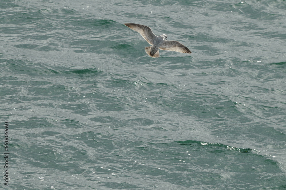 Obraz premium Bird in Flight