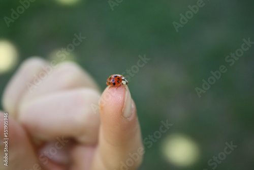 Ladybug on a human finger