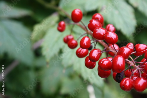 Wild red berries on a green bush