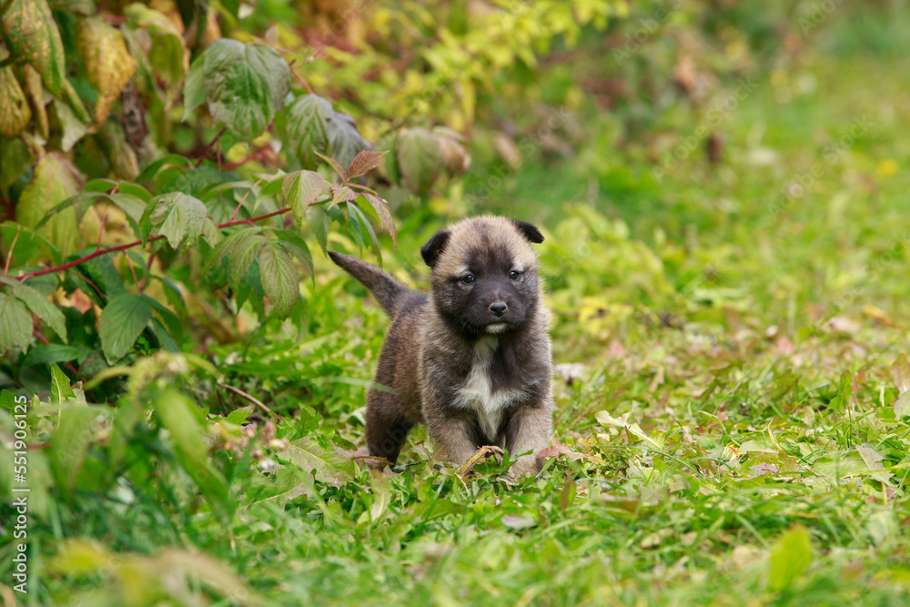 Obraz premium Puppy breed Alabai