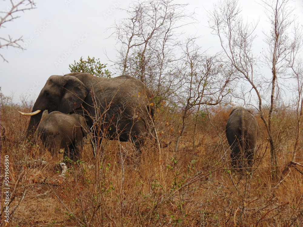 Fototapeta premium Elefante africano.