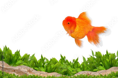 Aquarium background and gold fish