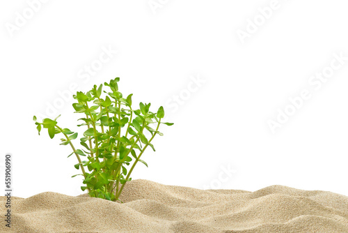 Aquarium background with plant