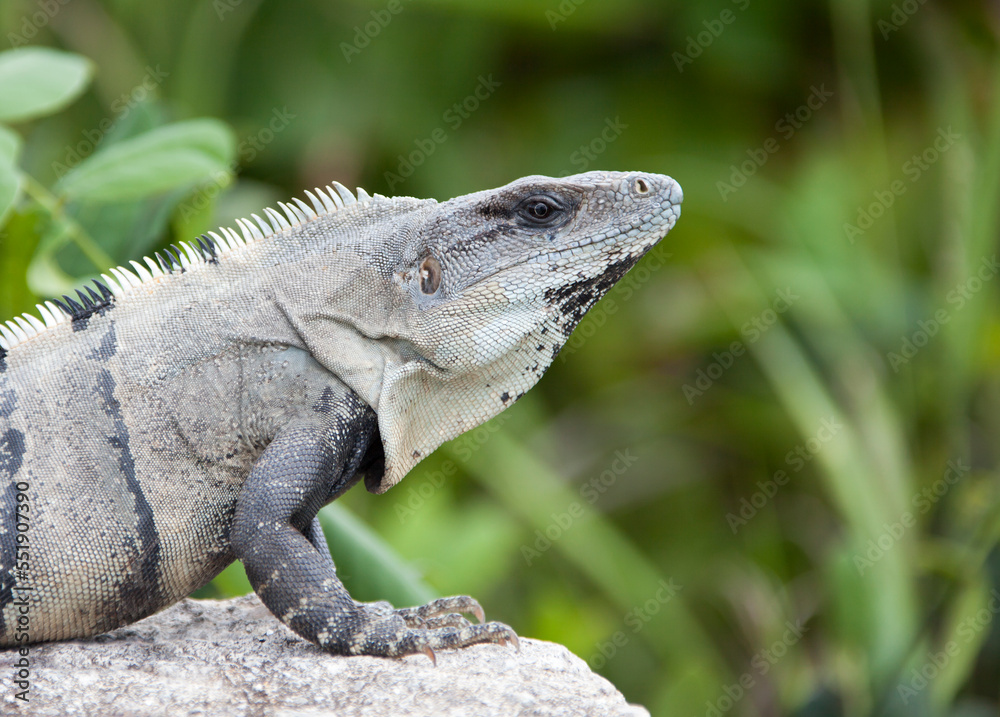 Cozumel Island Wild Iguana Profile Cozumel Island Wild Iguana Profile