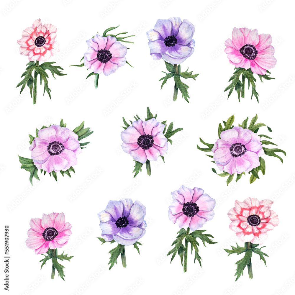 Watercolor set with anemones isolated on white background. Floral elements for create Valentine's day, birthday and mothers day cards, wedding invitation, for wrapping paper or textiles.