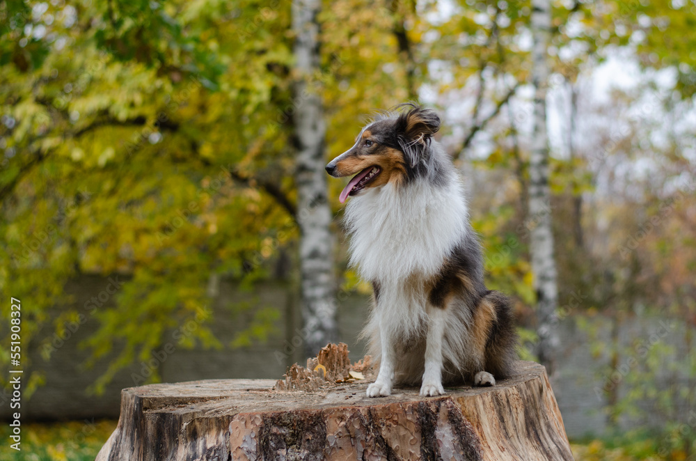 Cute tricolor dog sheltie breed in fall park. Young shetland sheepdog on wooden stump on green grass and yellow or orange autumn leaves Cute tricolor dog sheltie breed in fall park. Young shetland sheepdog on wooden stump on green grass and yellow or orange autumn leaves
