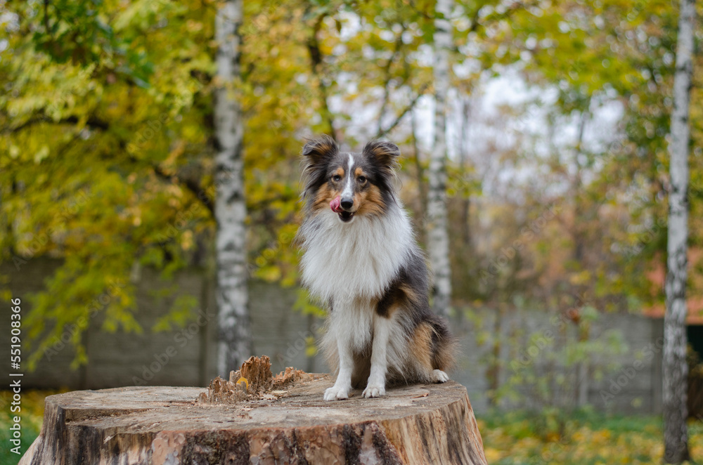 Cute tricolor dog sheltie breed in fall park. Young shetland sheepdog on wooden stump on green grass and yellow or orange autumn leaves Cute tricolor dog sheltie breed in fall park. Young shetland sheepdog on wooden stump on green grass and yellow or orange autumn leaves