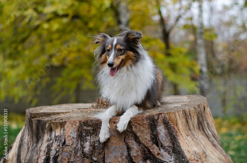 Cute tricolor dog sheltie breed in fall park. Young shetland sheepdog on wooden stump on green grass and yellow or orange autumn leaves