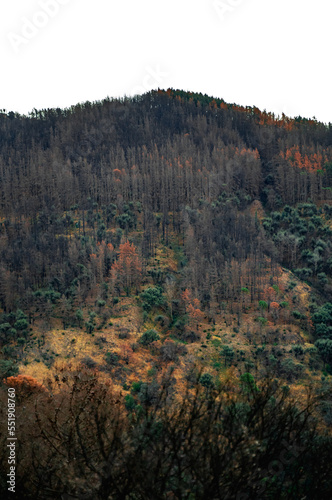 Regeneración de incendio forestal