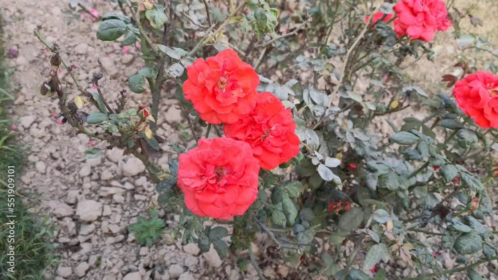 4k footage of Floribunda rose. Rose footage. Floribunda is a modern