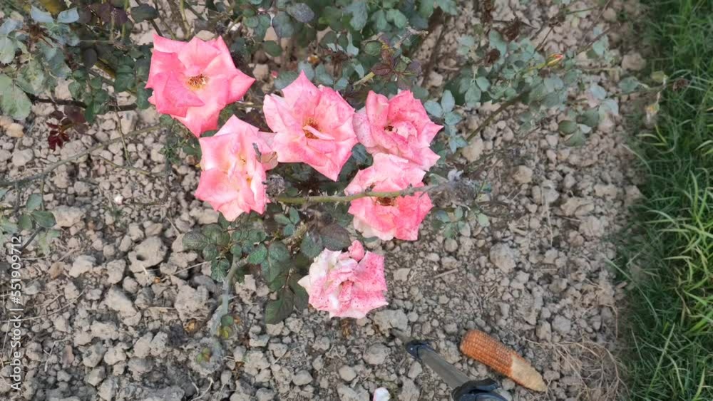 4k footage of Floribunda rose. Rose footage. Floribunda is a modern
